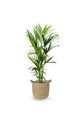 Kentia-Palme im Nelis-Naturtopf