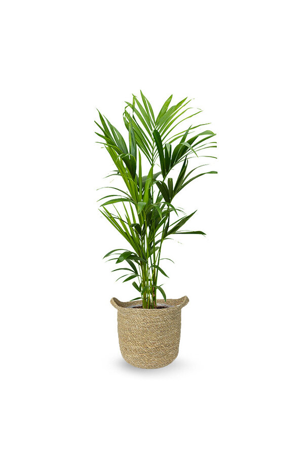 Kentia-Palme im Nelis-Naturtopf