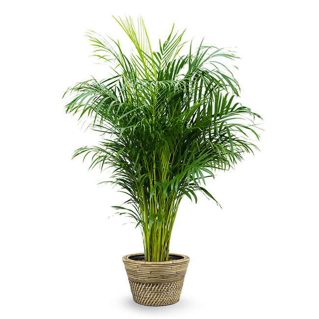 Goldfruchtpalme  Areca in Rattan-Pfeffer