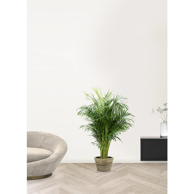 Goldfruchtpalme  Areca in Rattan-Pfeffer