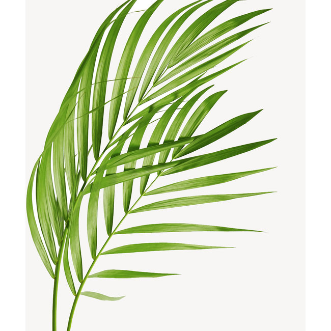 Goldfruchtpalme  Areca in Rattan-Pfeffer