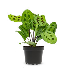 Maranta