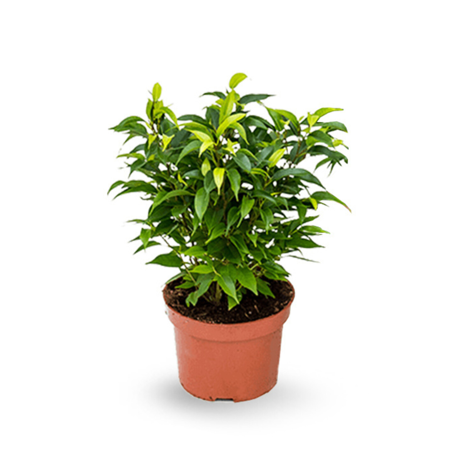 Ficus benjamina Natasja (6 Stck) - www.fleurdirect.com