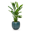 Strelitzia Reginae in Marly Blue