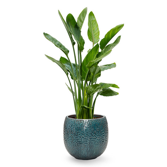 Strelitzia Reginae in Marly Blue