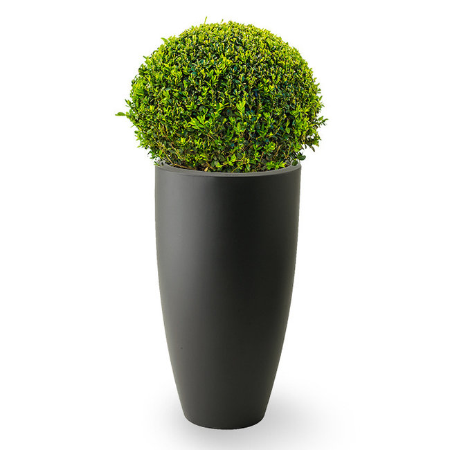 Buxus-Zwiebel In Elho Pure Soft L