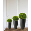 Buxus-Zwiebel In Elho Pure Soft L