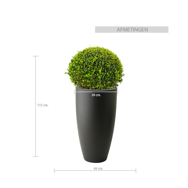 Buxus-Zwiebel In Elho Pure Soft L