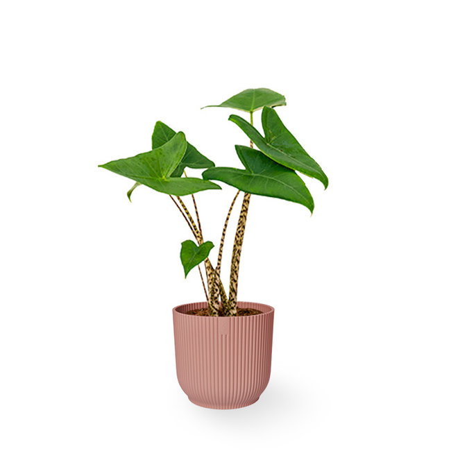 Alocasia Zebrina XS in Vibes Fold Pot