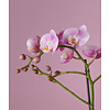 Orchidee Exclusivo Elegance Molise weiß