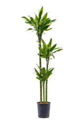 Hydrokulturpflanze Dracaeana Golden Coast