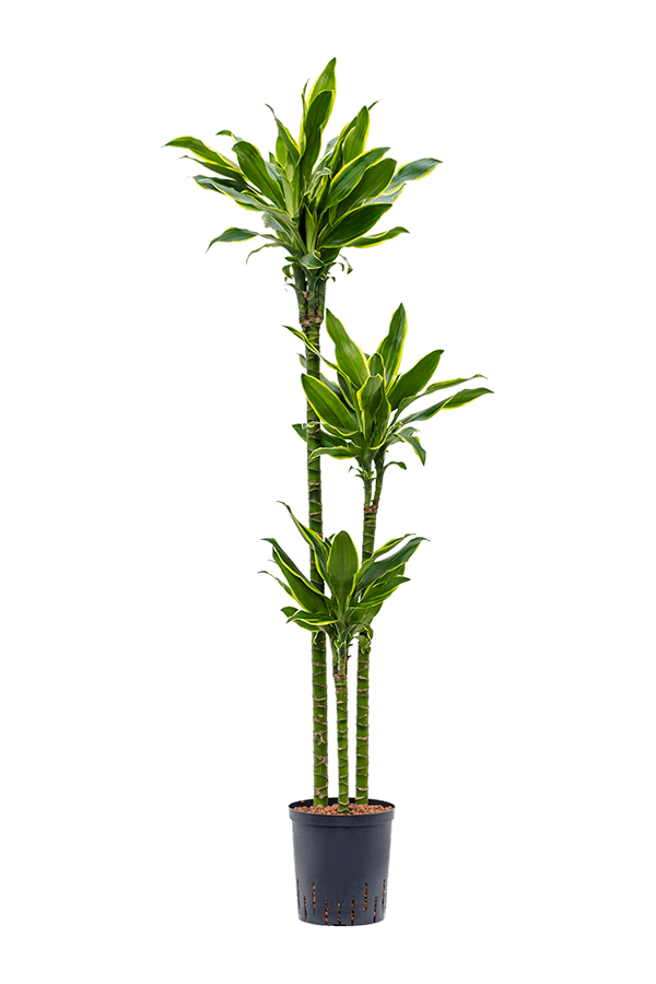 Hydrokulturpflanze Dracaeana Golden Coast