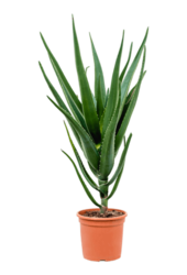 Aloe vera bainesii