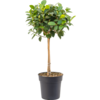 Ficus Australis am Stamm