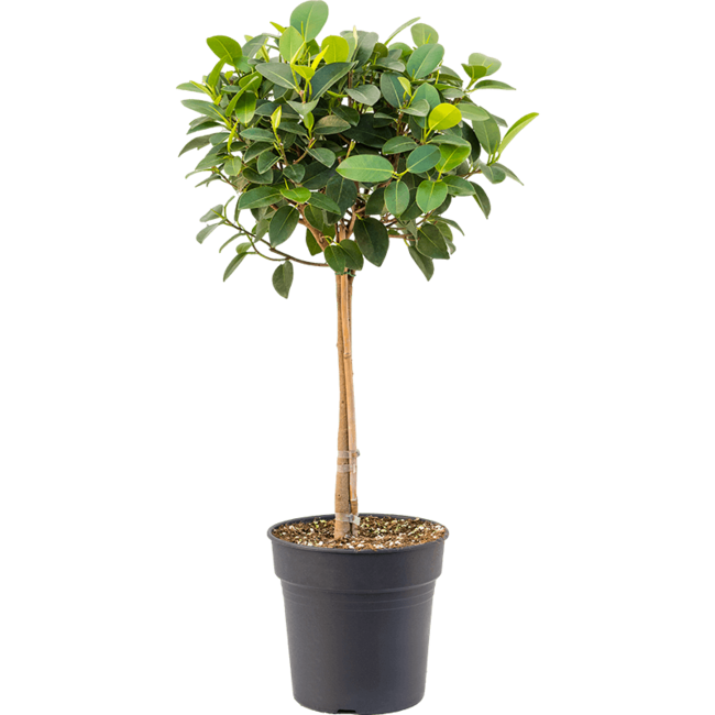 Ficus Australis am Stamm