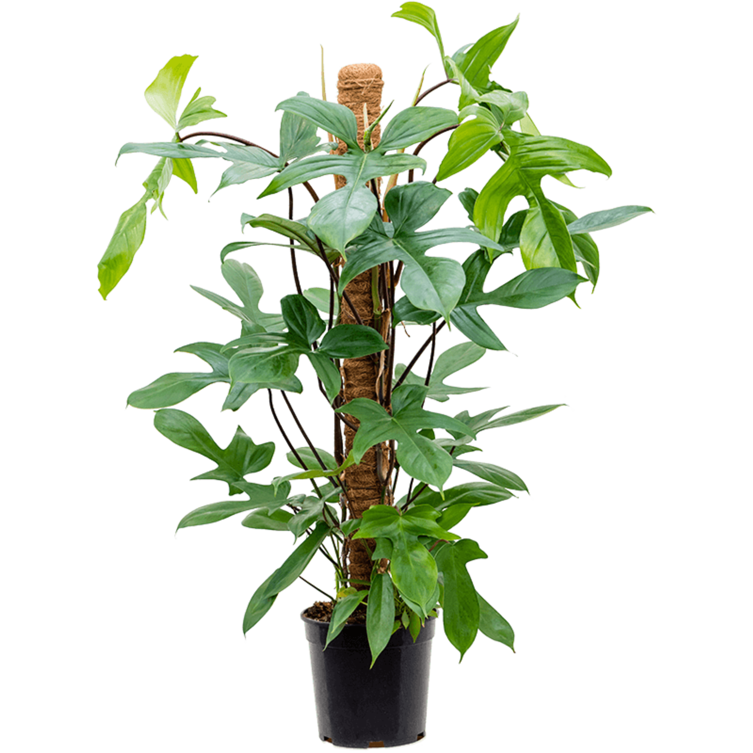 plant waterer timer Mechanical Hose Sprinkler Timer main image 0