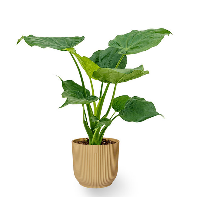 Alocasia Cucullata in Vibes-Faltentopf