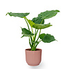 Alocasia Cucullata in Vibes-Faltentopf