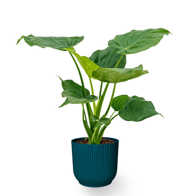 Alocasia Cucullata in Vibes-Faltentopf