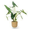 Alocasia Zebrina in Vibes Fold Pot