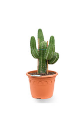 Polaskia chichipe