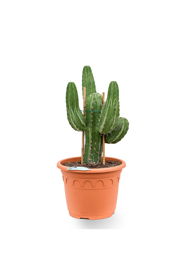 Polaskia chichipe