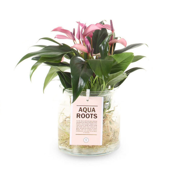 Aqua Roots Zizou Anthurium