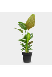 Strelitzia Nicolai Glitzer