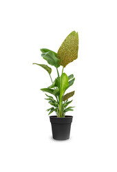 Strelitzia Nicolai Glitzer