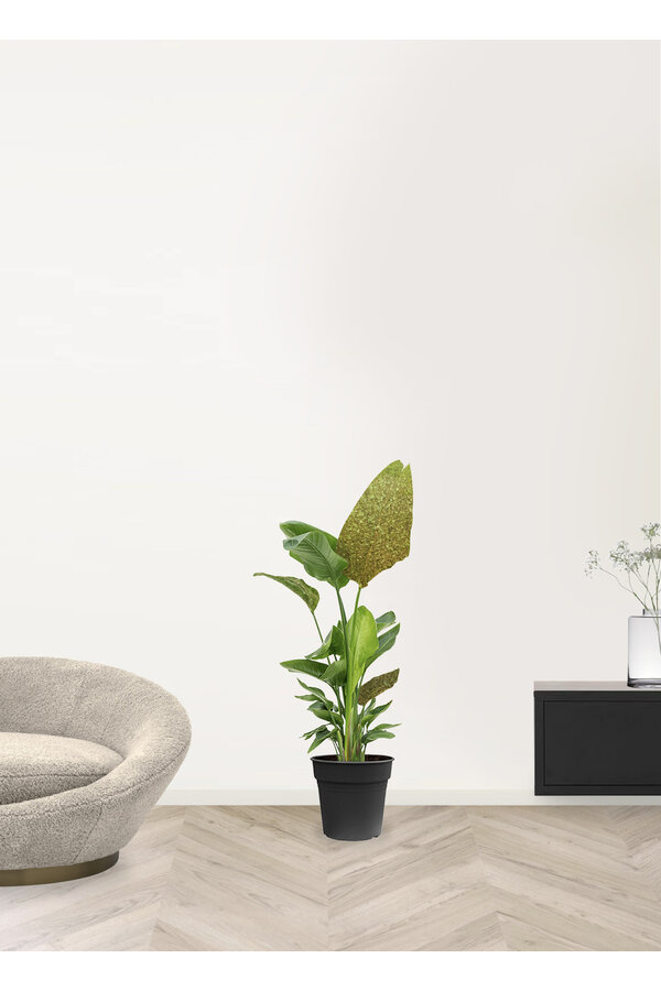 Strelitzia Nicolai Glitzer