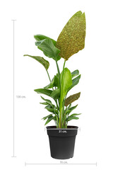 Strelitzia Nicolai Glitzer