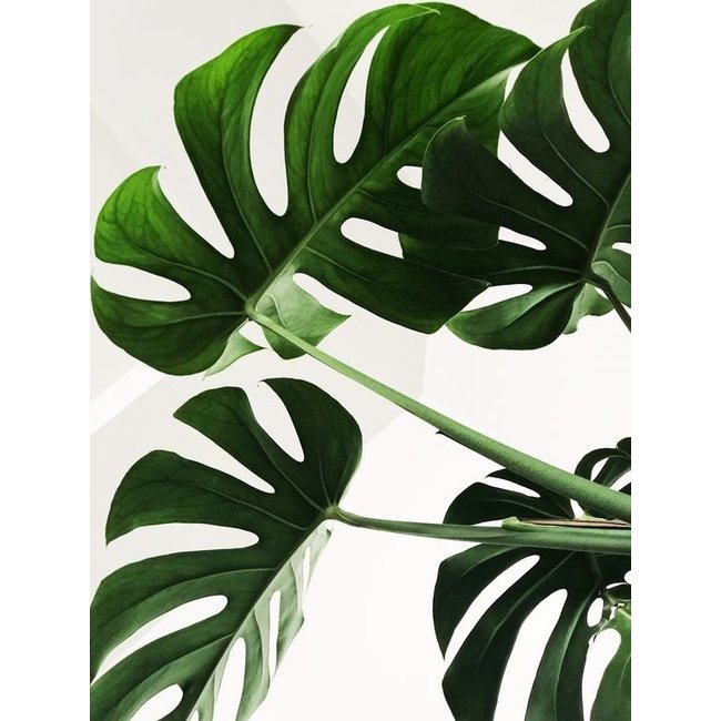 Monstera Minima S