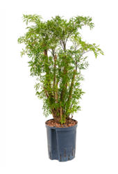 Hydrokulturpflanze Aralia (polyscias) ming