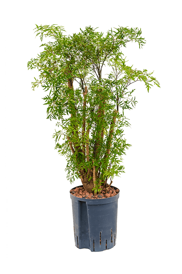 Hydrokulturpflanze Aralia (polyscias) ming
