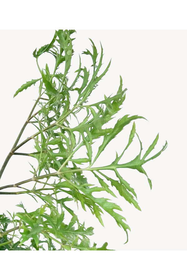 Hydrokulturpflanze Aralia (polyscias) ming