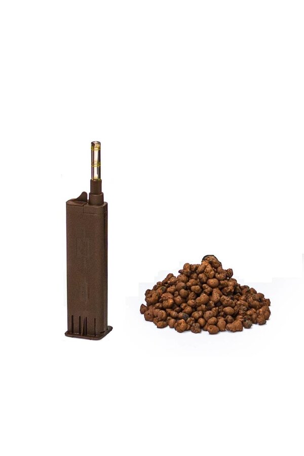 Hydrokulturpflanze Aralia (polyscias) ming
