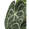 Anthurium clarinervium S