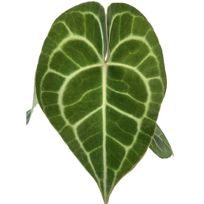 Anthurium clarinervium S