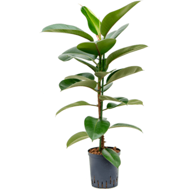 Hydrokulturpflanze Ficus elastica robusta
