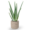 Aloe Vera in Charlie grau gewaschen