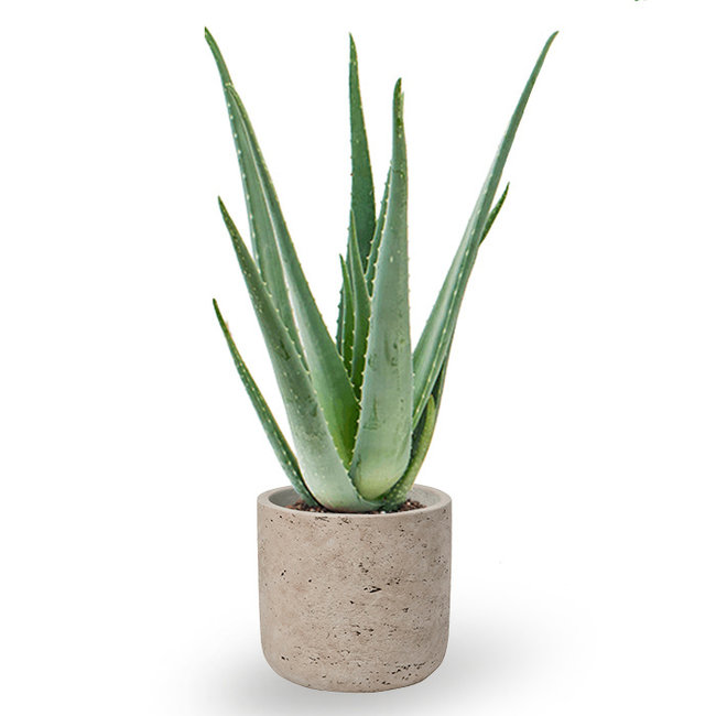 Aloe Vera in Charlie grau gewaschen