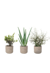 Novara Washed Plant Paket