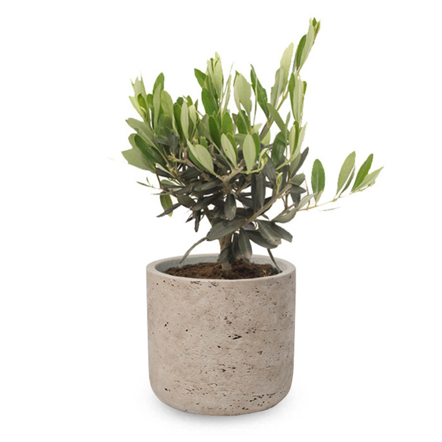 sansevieria Sansevieria 'Silver Wave' – Fantastic Gardens main image 1