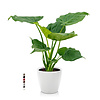 Alocasia Cucullata in Selbstbewässerung Classico