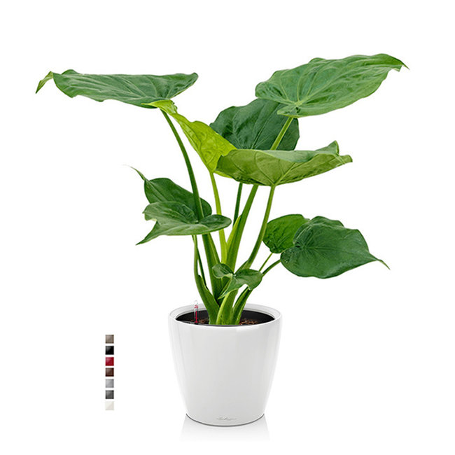 Alocasia Cucullata in Selbstbewässerung Classico