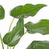 Alocasia Cucullata in Selbstbewässerung Classico