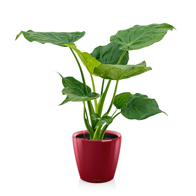 Alocasia Cucullata in Selbstbewässerung Classico