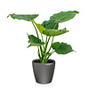 Alocasia Cucullata in Selbstbewässerung Classico