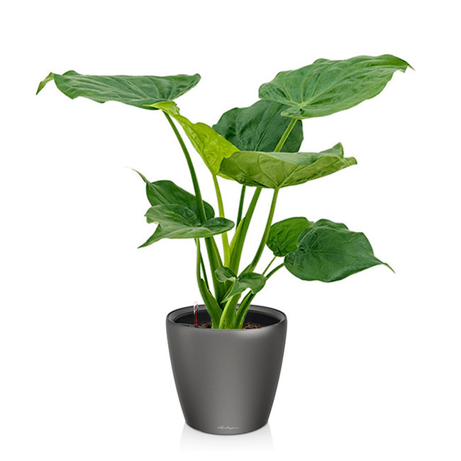 Alocasia Cucullata in Selbstbewässerung Classico