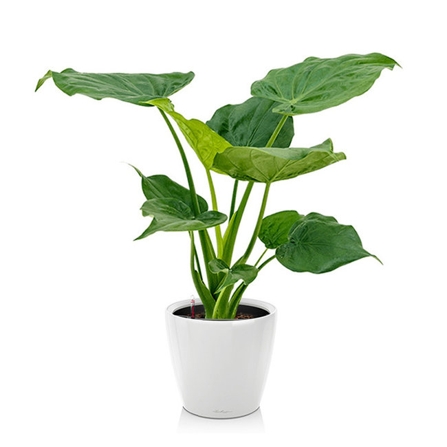 Alocasia Cucullata in Selbstbewässerung Classico